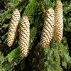 A maturité, les cônes sont **bruns** mesurent **10 à 20 centimètres** et&nbsp; sont **pendants**,&nbsp;contrairement aux sapins qui ont des cônes dressés et plus arrondis.