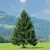 L'épicéa est notre fameux 'sapin' de noël, même s'il est **de plus en plus remplacé par le Sapin de Nordman** dont les aiguilles se détachent moins vite une fois l'arbre coupé.