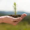 La **croissance** de cet arbre est **lente** mais il a une **longévité élevée**. Il peut atteindre l'**âge de 1000 ans**.