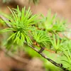 Le nom scientifique du mélèze est **Larix decidua**.