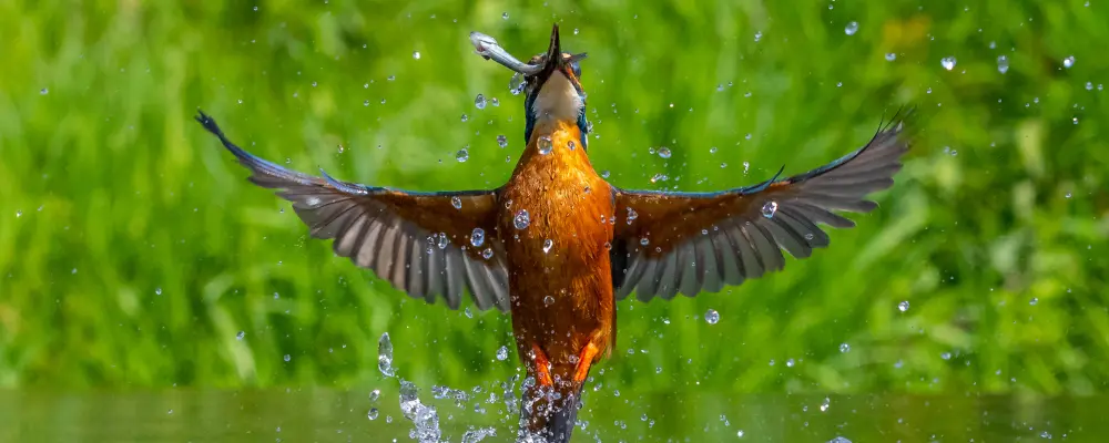 Why learn to recognize birds?
