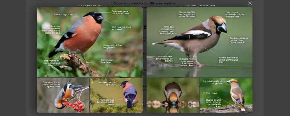 Morphological comparator from the Ornitho Mnemolia - Guide Europe course
