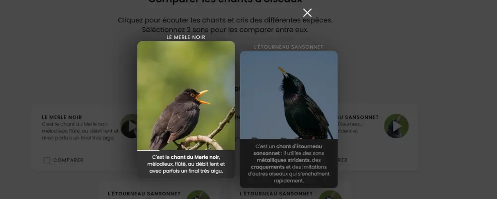 Song comparator in Mnemolia courses