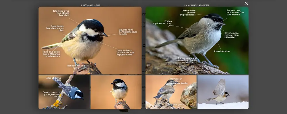 Morphological comparator in the Ornitho Mnemolia - Guide Europe course