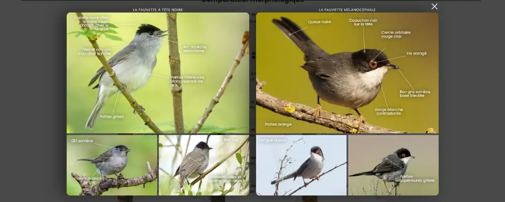 Morphological comparator in the Ornitho Mnemolia - Guide Europe course