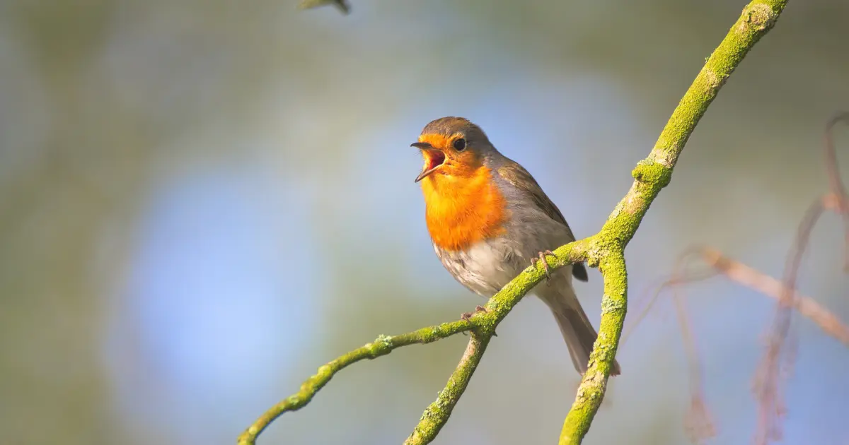 Bird singing in nature