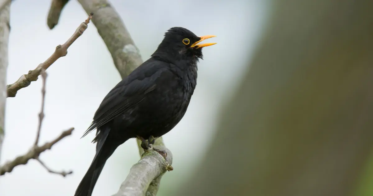 Bird defending its territory with song