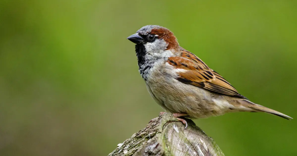 Bird attracting mate through song