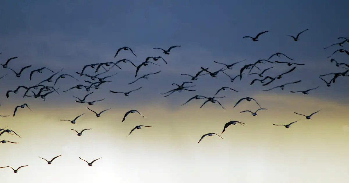 Birds communicating through songs