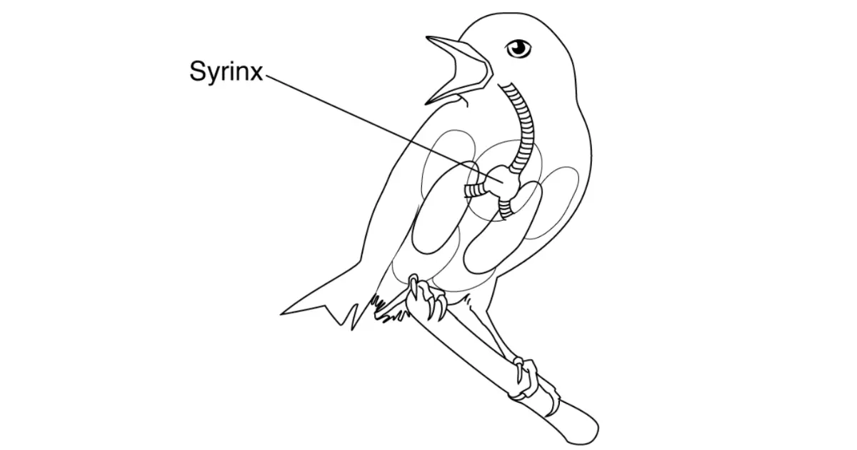 Anatomy of bird singing mechanisms