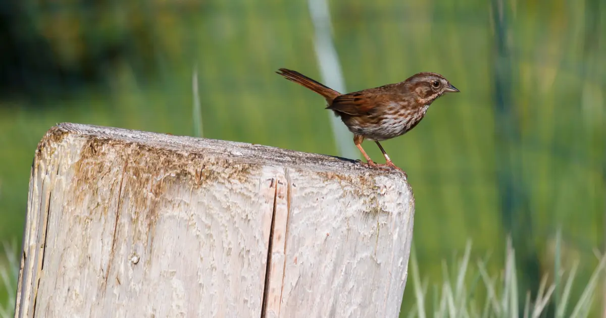 Bird learning to sing