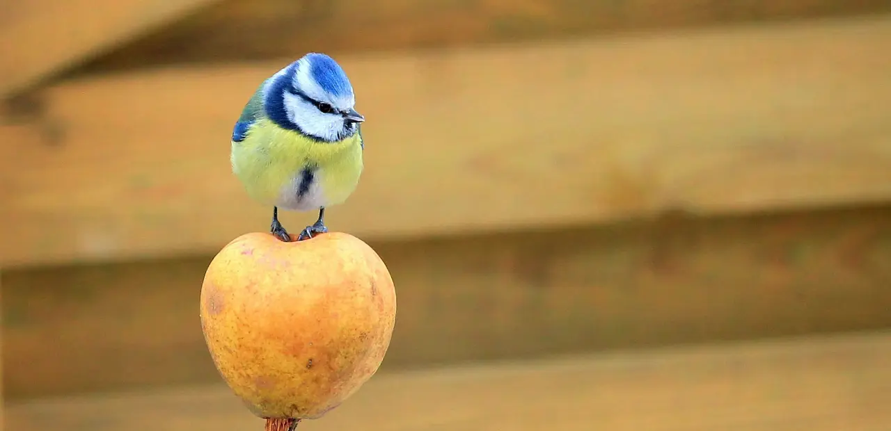 Eurasian Blue Tit: Appearance, Behavior, Habitat, and More