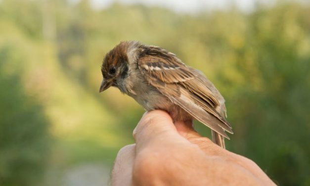 4 étapes pour bien nourrir un oisillon tombé du nid