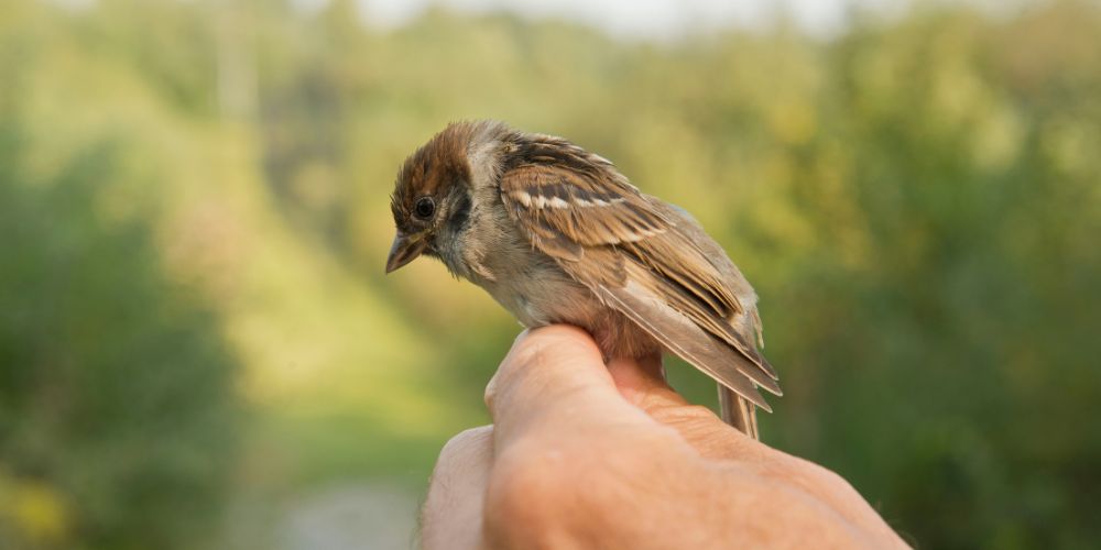 4 étapes pour bien nourrir un oisillon tombé du nid