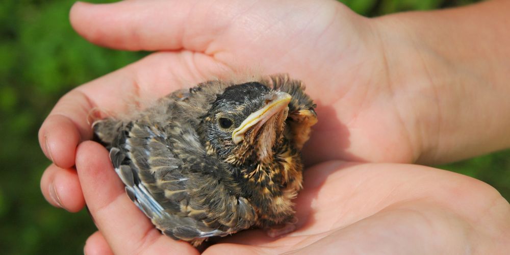 4 ÉTAPES POUR BIEN NOURRIR UN OISILLON TOMBÉ DU NID