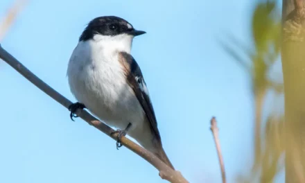 Características del Papamoscas cerrojillo