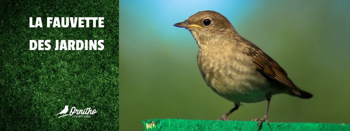 Comment reconnaître la fauvette des jardins ?