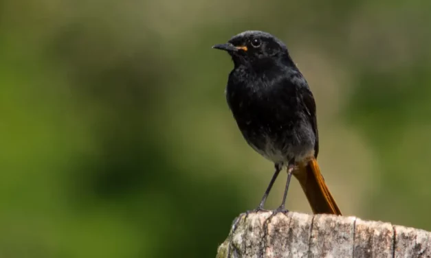 Alles over het leefgebied van het zwarte roodstaartje