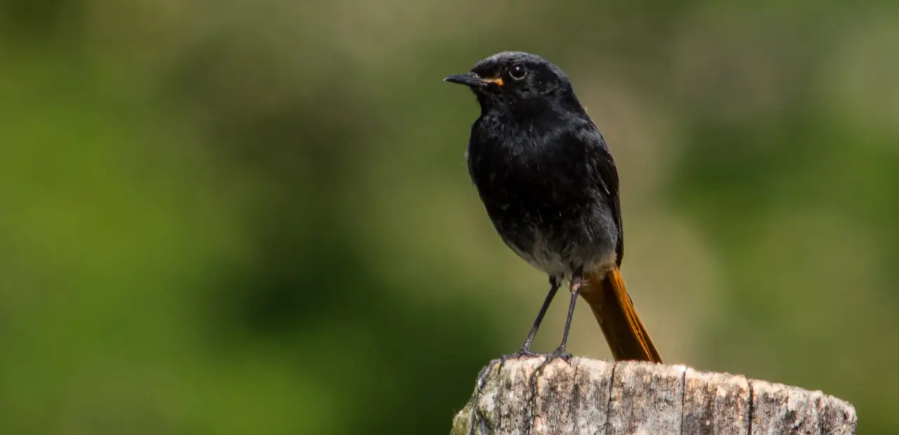 Alles over het leefgebied van het zwarte roodstaartje