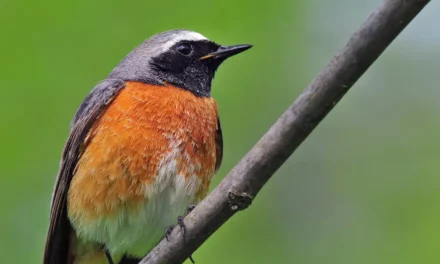 All About Redstart Birds: Songs, Diet, and Migration