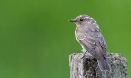 Características y hábitat de la curruca mosquitera
