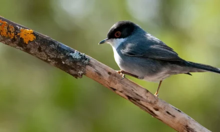 Birdwatcher’s Guide to the Sardinian Warbler