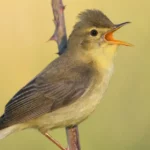 Alles over de Orpheusspotvogel: uiterlijk, gedrag en leefgebied