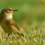 Hoe herken je de Fitis? Tips en kenmerken