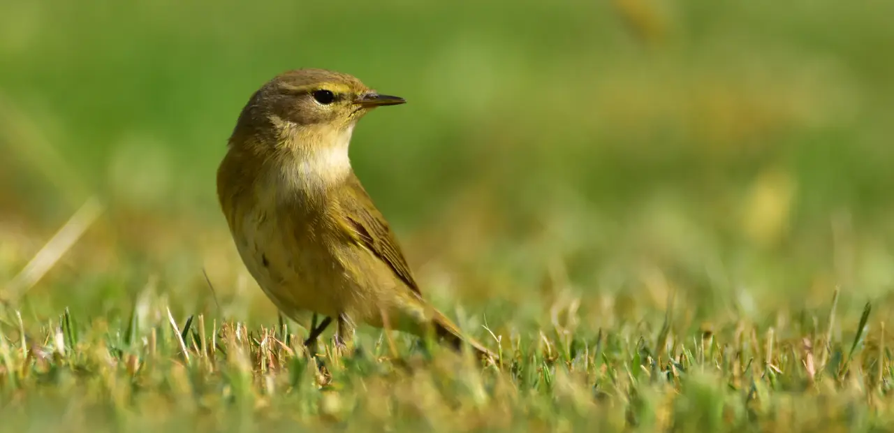 Luí grosso: caratteristiche e habitat dell’uccello migratore