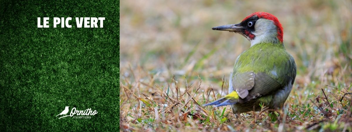 Comment reconnaître le pic vert ?