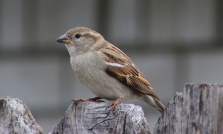 Comment reconnaître le moineau domestique ?