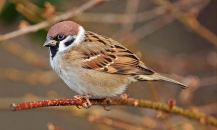 Comment reconnaître le moineau friquet ?