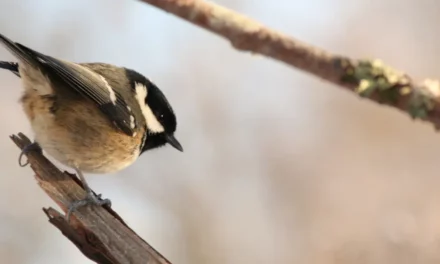 Discover the Coal Tit: Habitat, Behavior, and Song
