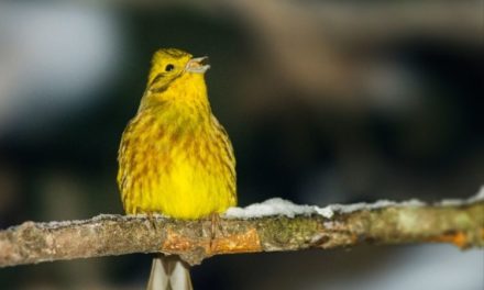 Comment reconnaître le bruant jaune ?