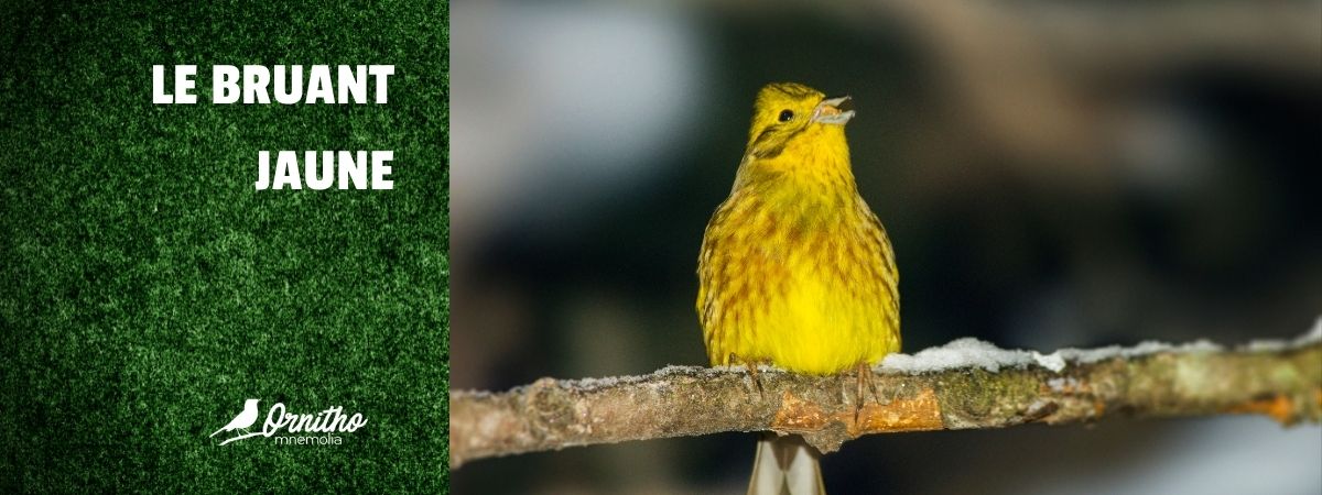 Comment reconnaître le bruant jaune ?