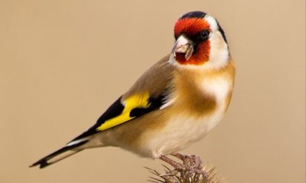 Comment reconnaître le chardonneret élégant ?