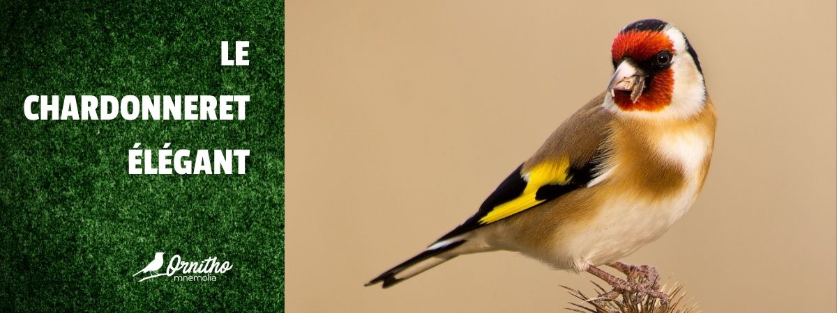 Comment reconnaître le chardonneret élégant ?