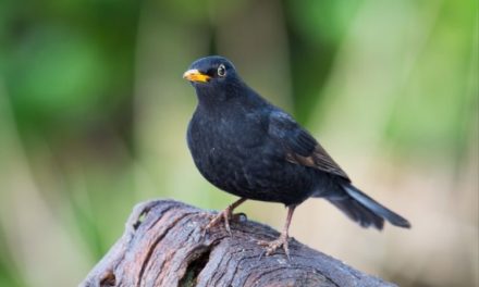 Comment reconnaître le merle noir ?