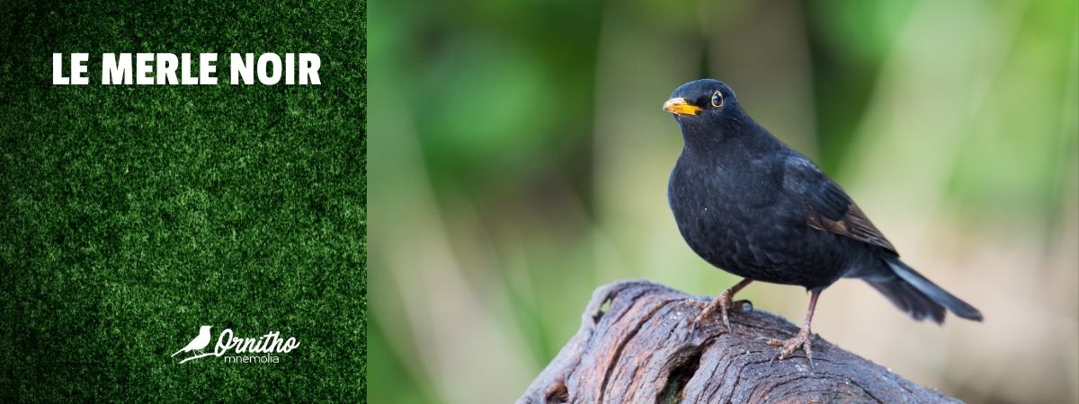 Comment reconnaître le merle noir ?