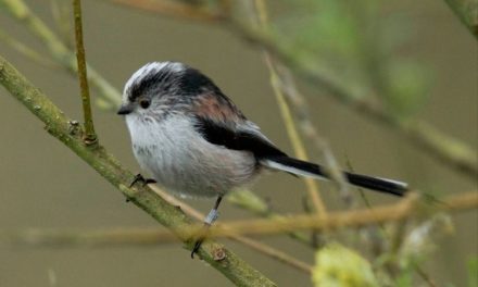 Comment reconnaître la mésange à longue queue ?