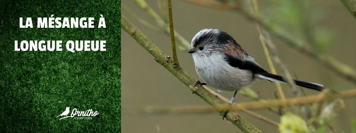 Comment reconnaître la mésange à longue queue ?