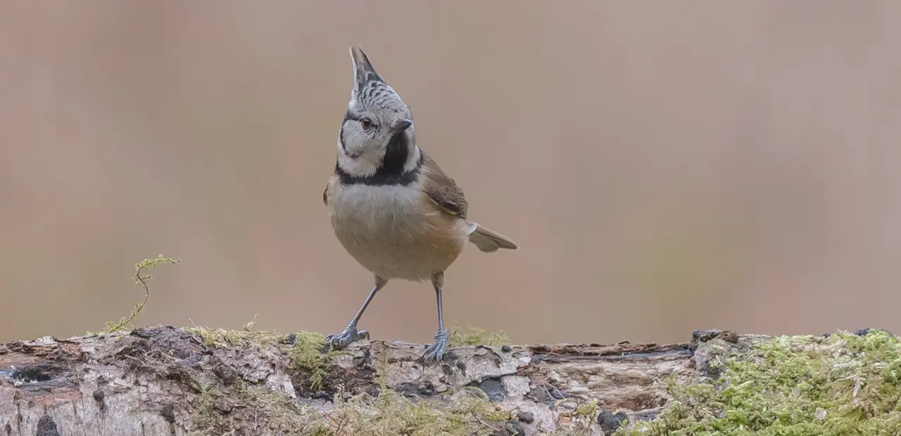 Discover the European Crested Tit: Habitat, Diet, and Behavior