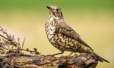 Comment reconnaître la grive draine ?