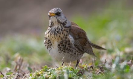 Comment reconnaître la grive litorne ?