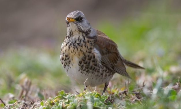 Comment reconnaître la grive litorne ?