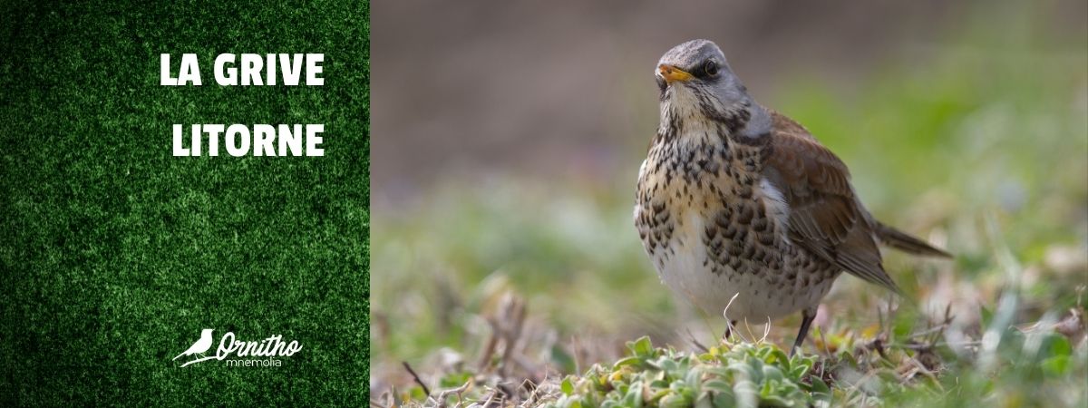 Comment reconnaître la grive litorne ?