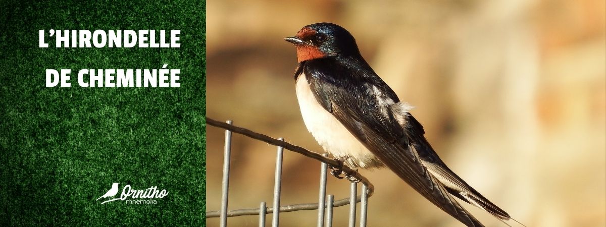 Comment reconnaître l’hirondelle de cheminée ?