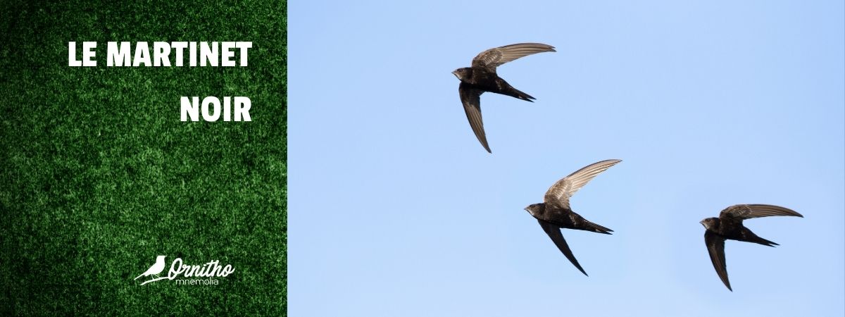 Comment reconnaître le martinet noir ?