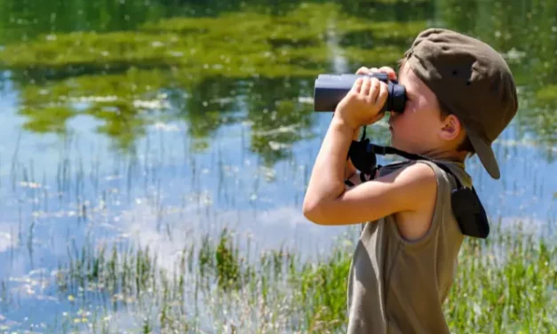 Comment choisir une bonne formation en ornithologie ? Le guide complet pour apprendre à reconnaître les oiseaux