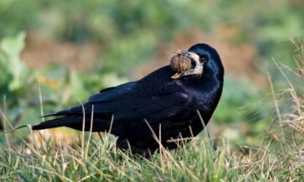 Comment reconnaître le corbeau freux ?